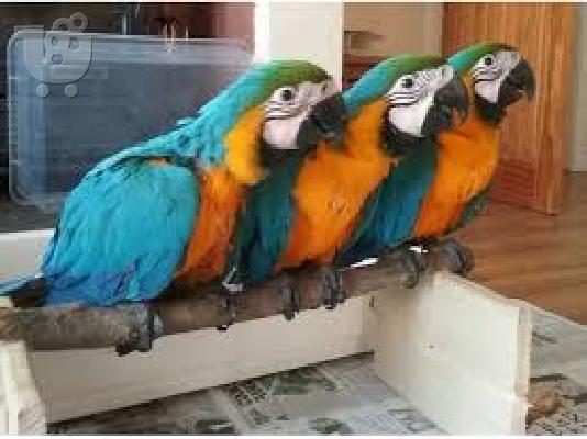 PoulaTo: μιλώντας scarlet παπαγάλος macaw για 200 €